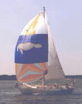 Jason-spinaker.gif (77584 bytes)